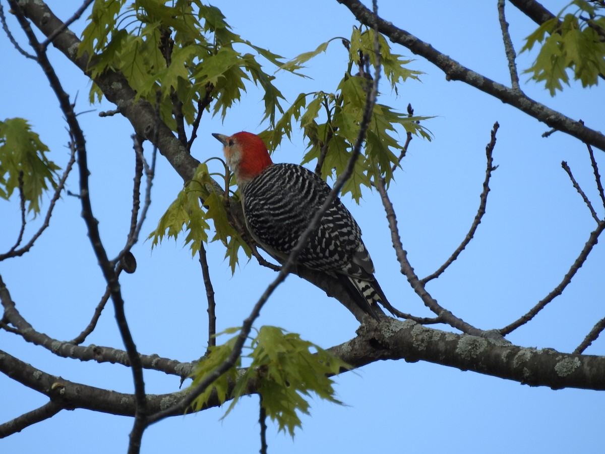 Red-bellied Woodpecker - ML618991152