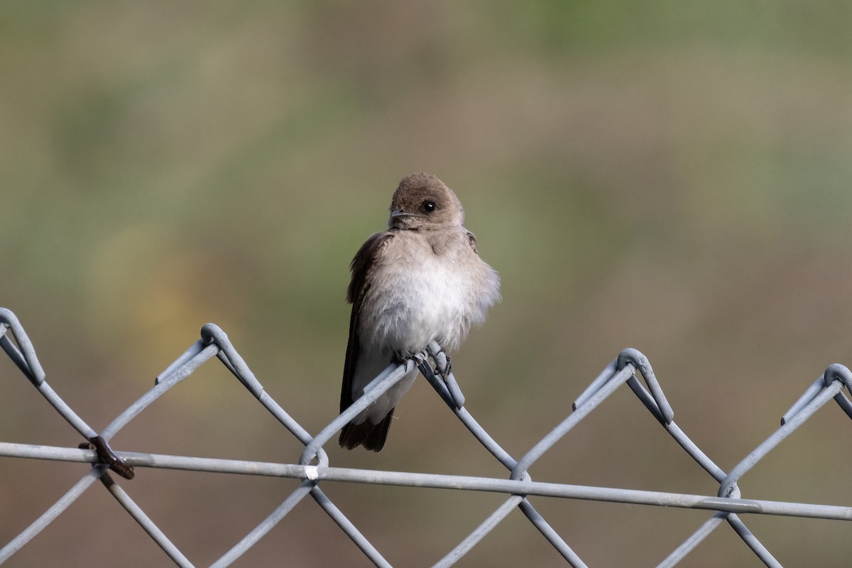 Northern Rough-winged Swallow - ML618991200