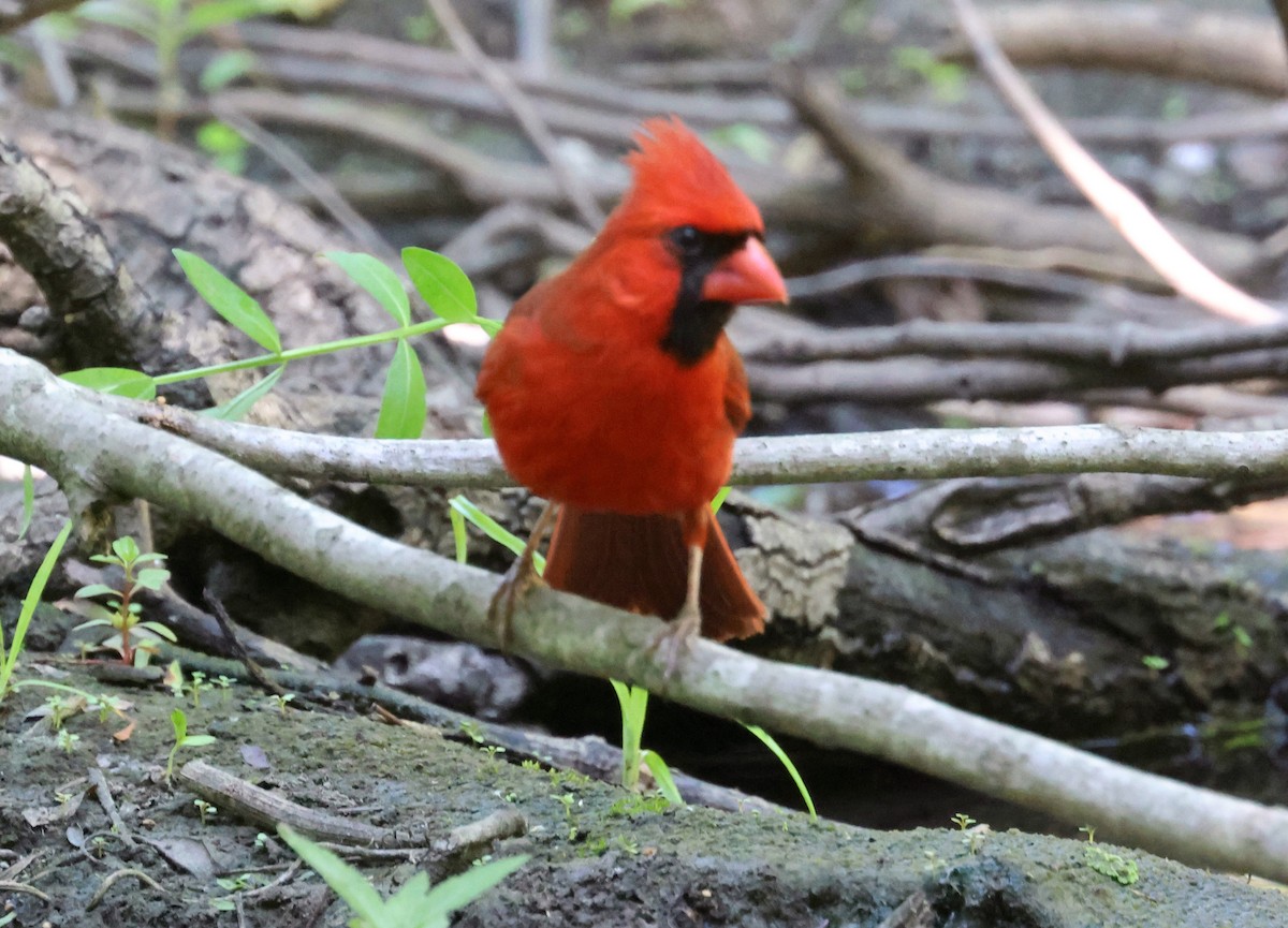 Cardinal rouge - ML618991221