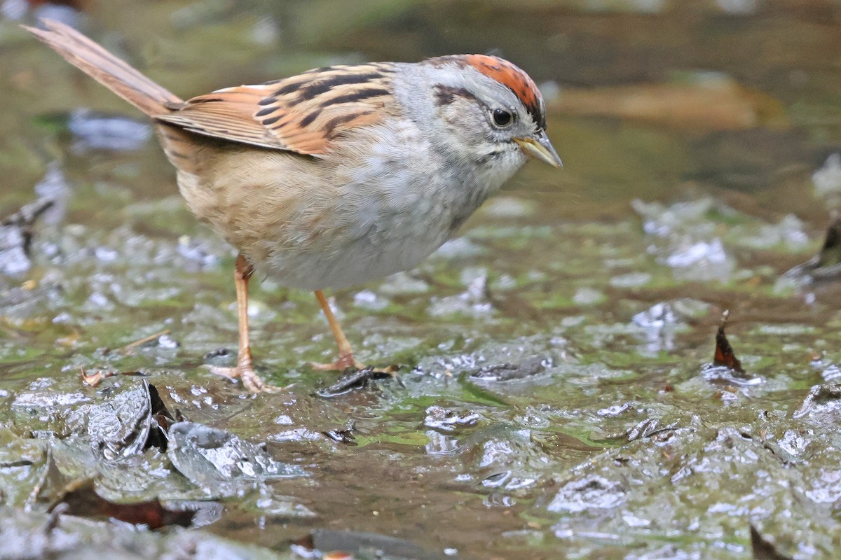 Swamp Sparrow - ML618991236