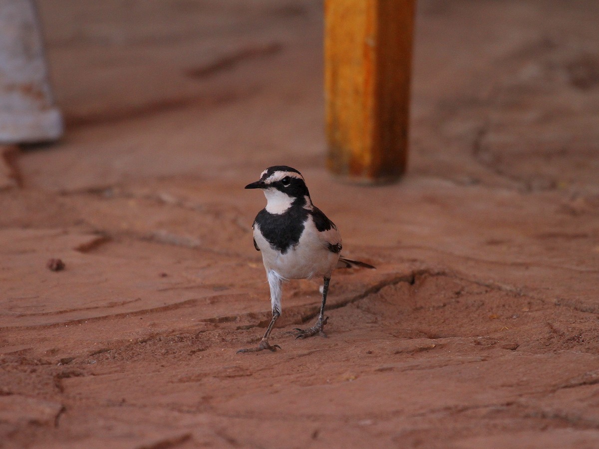 African Pied Wagtail - ML618991240