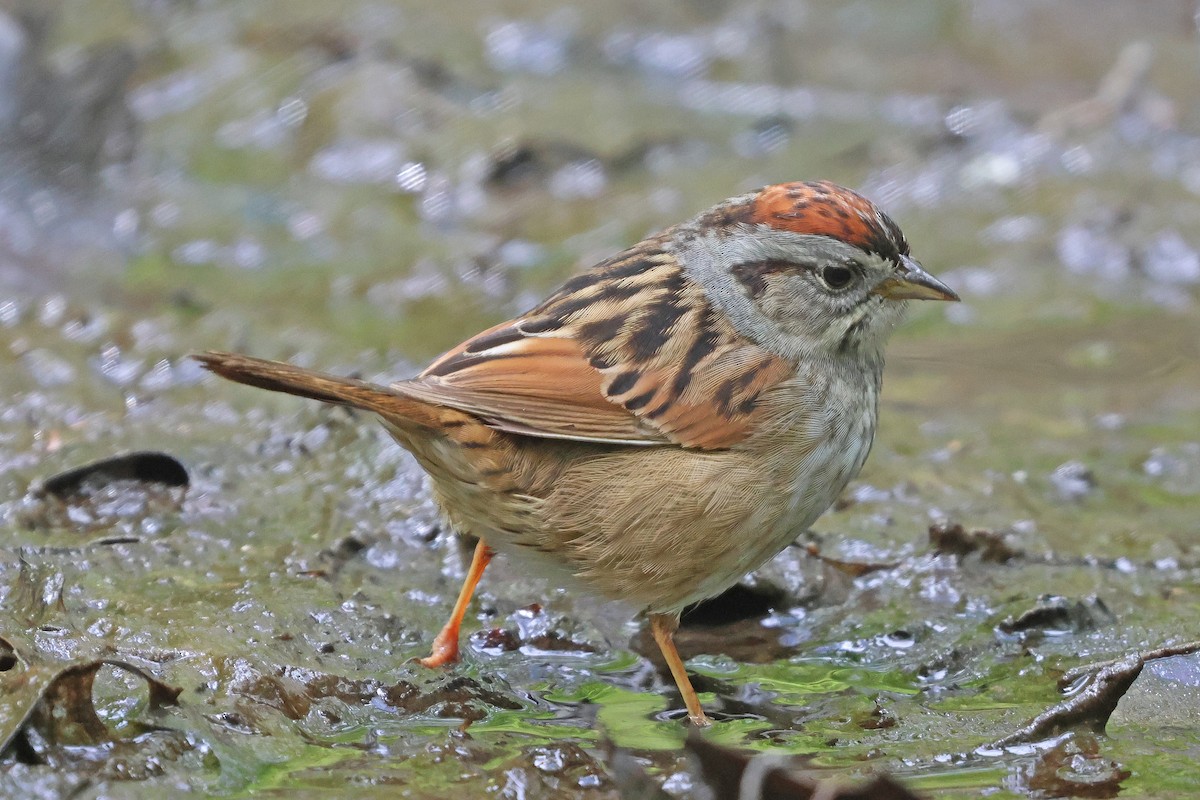Swamp Sparrow - ML618991242