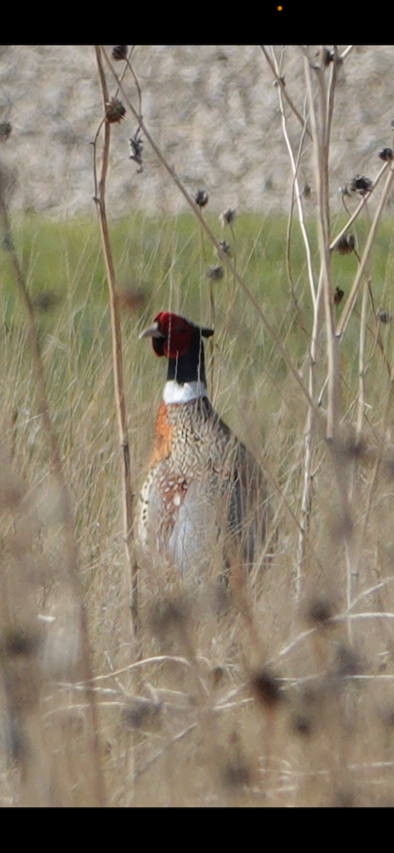 Ring-necked Pheasant - ML618991245