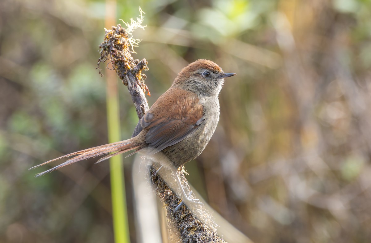 White-chinned Thistletail - ML618991263