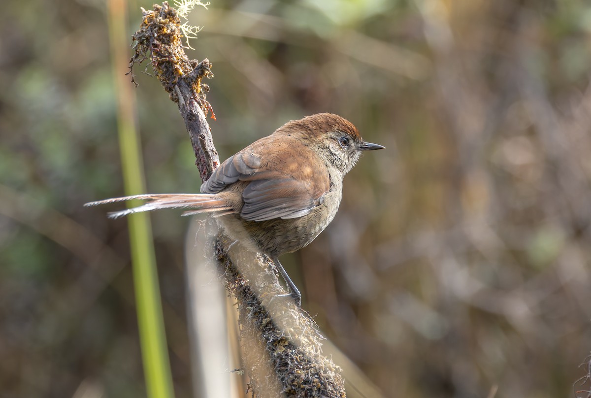 White-chinned Thistletail - ML618991266