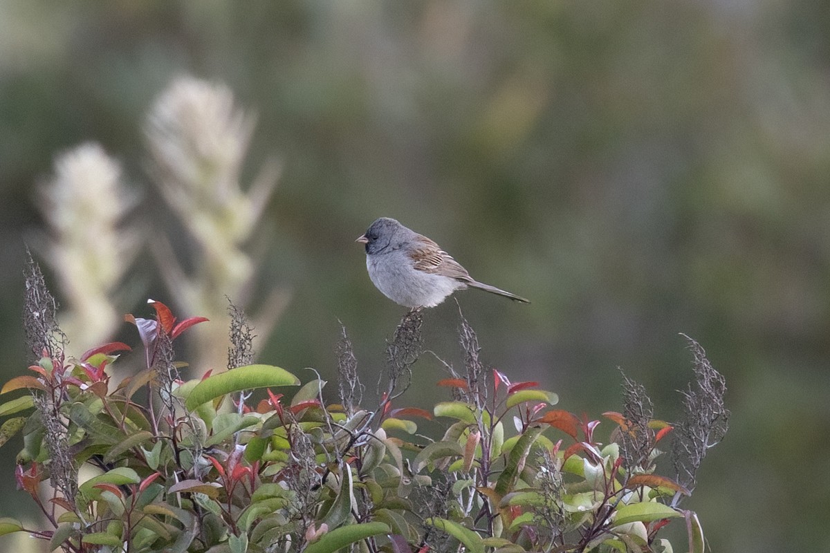 Black-chinned Sparrow - ML618991277