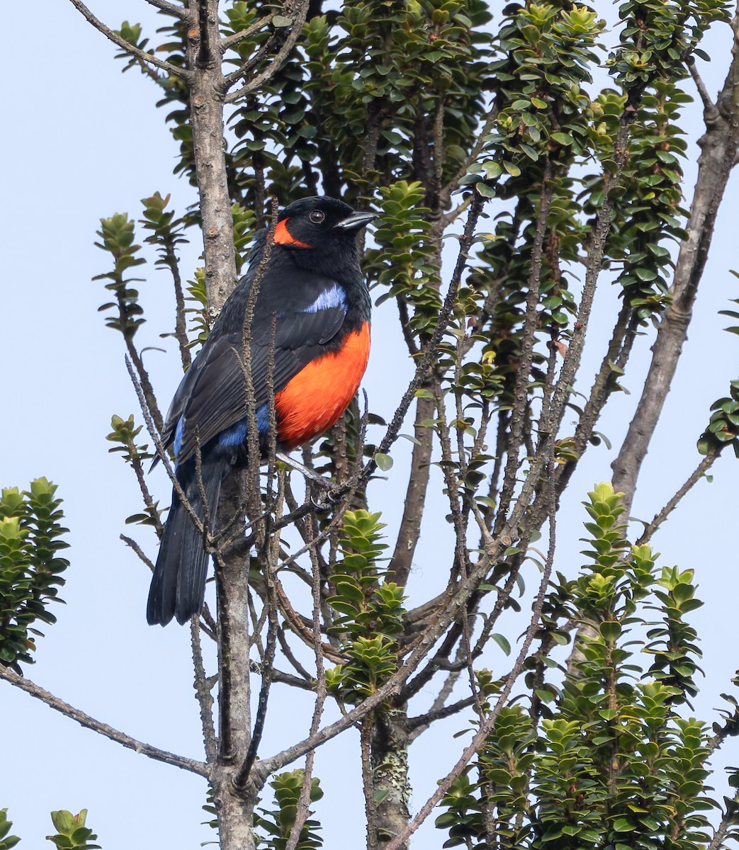 Scarlet-bellied Mountain Tanager - ML618991283