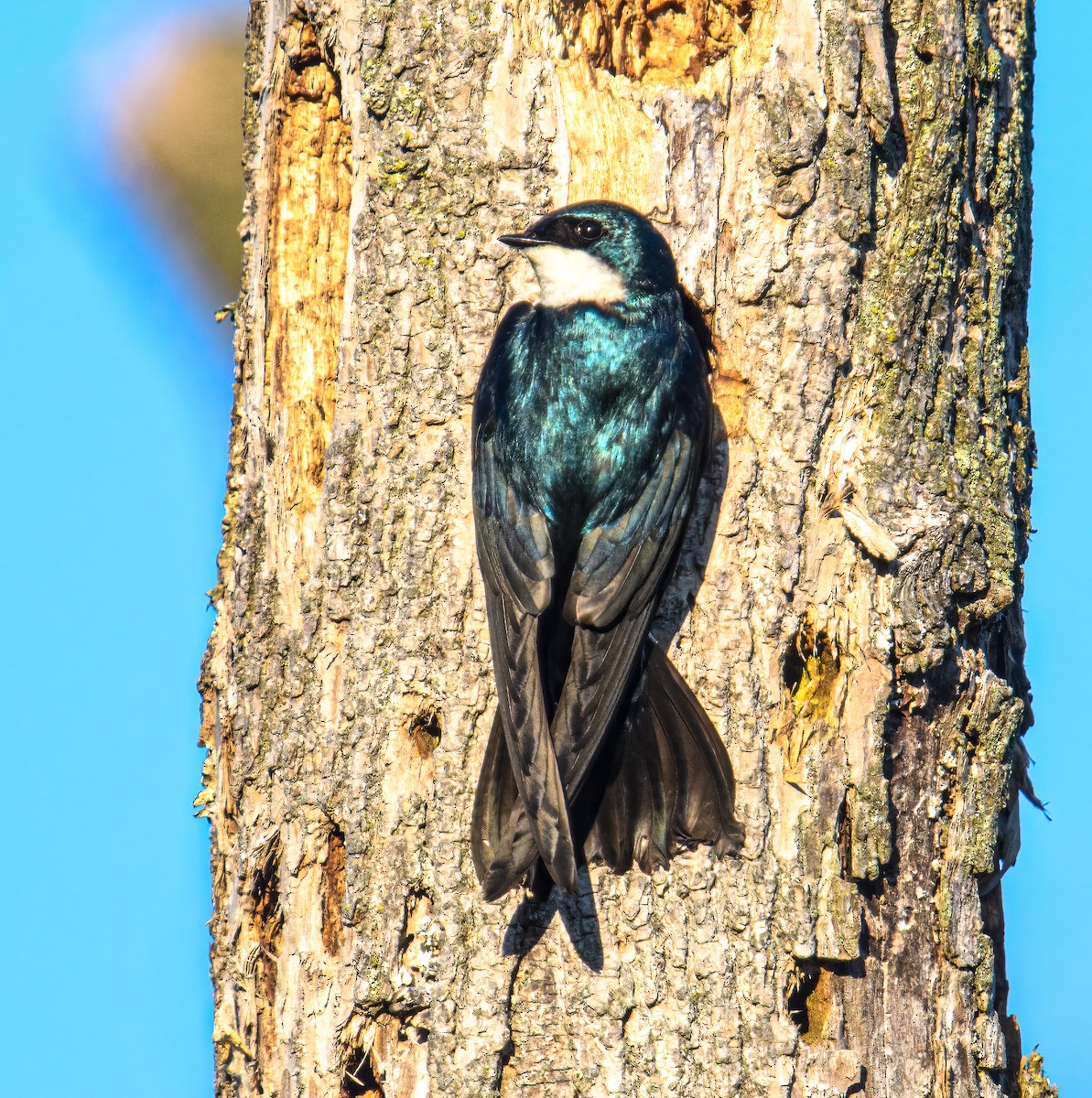 Tree Swallow - Bert Filemyr