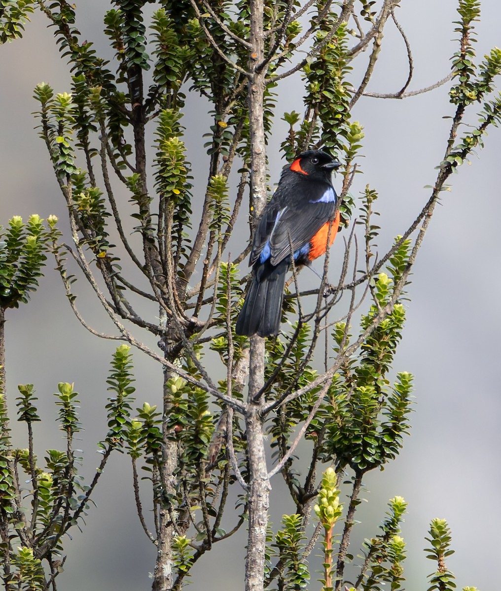 Scarlet-bellied Mountain Tanager - ML618991286