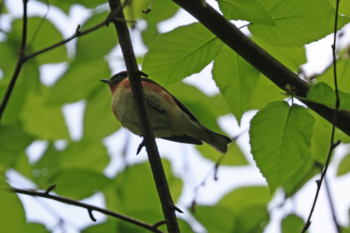 Bay-breasted Warbler - ML618991294