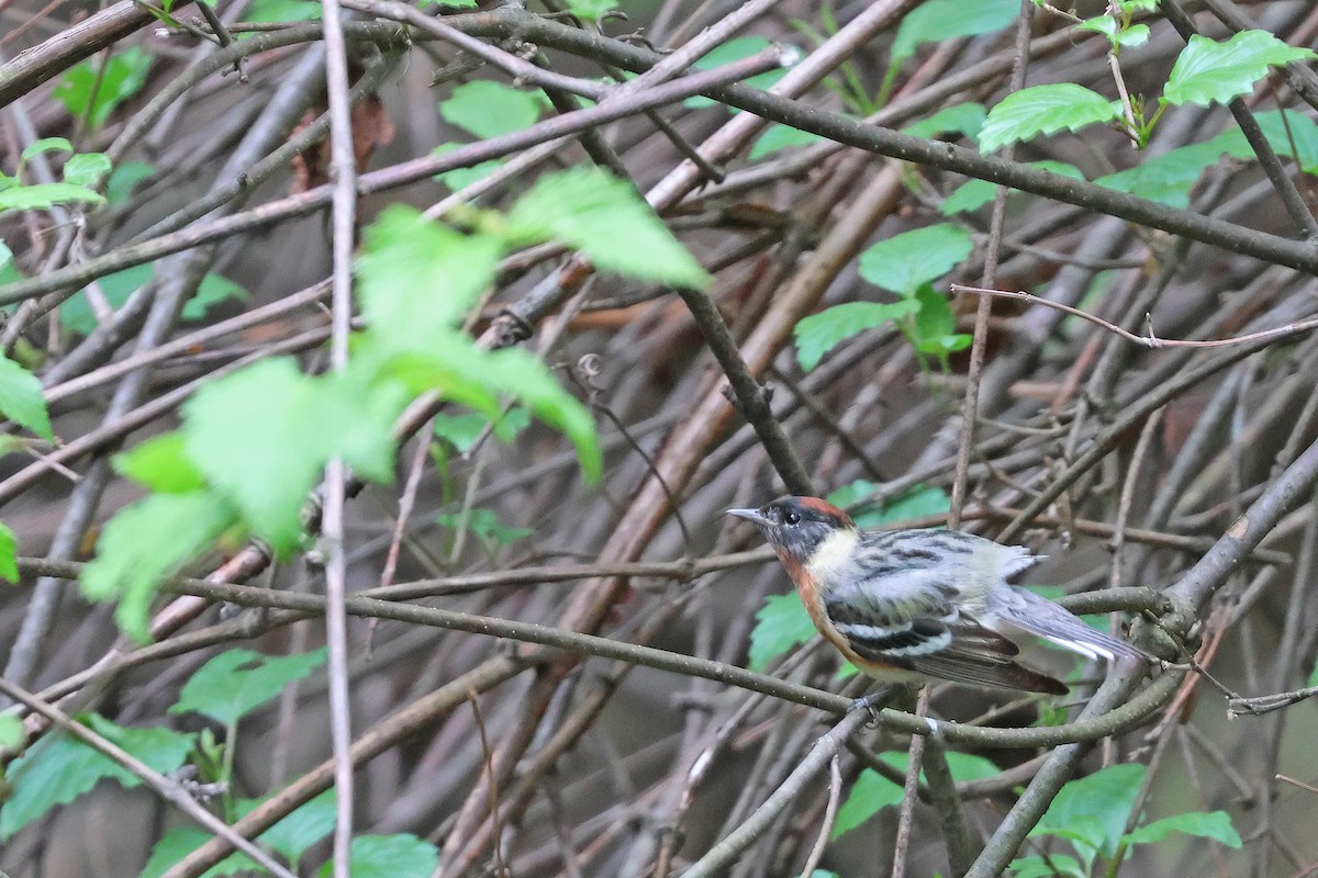 Bay-breasted Warbler - ML618991296