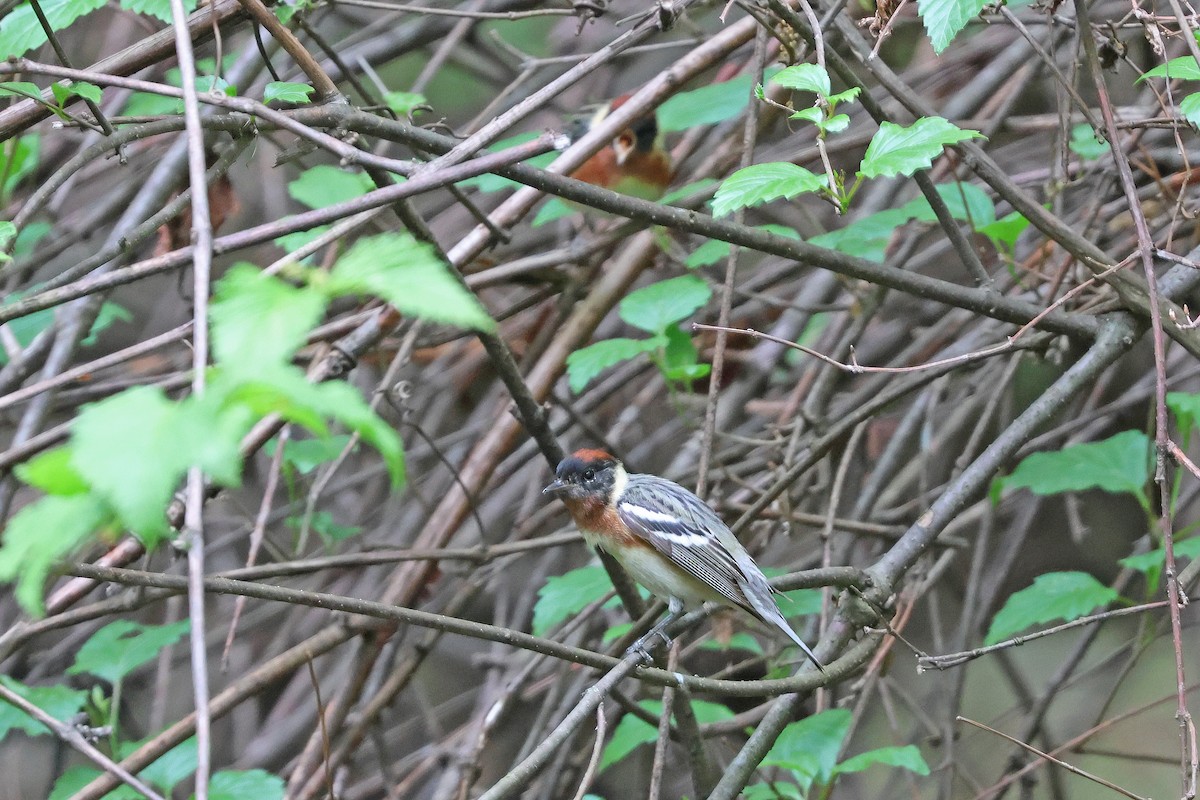 Bay-breasted Warbler - ML618991297