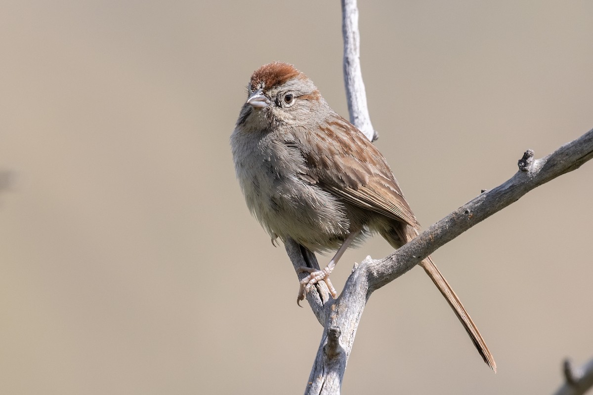 Rufous-crowned Sparrow - Kyle Landstra