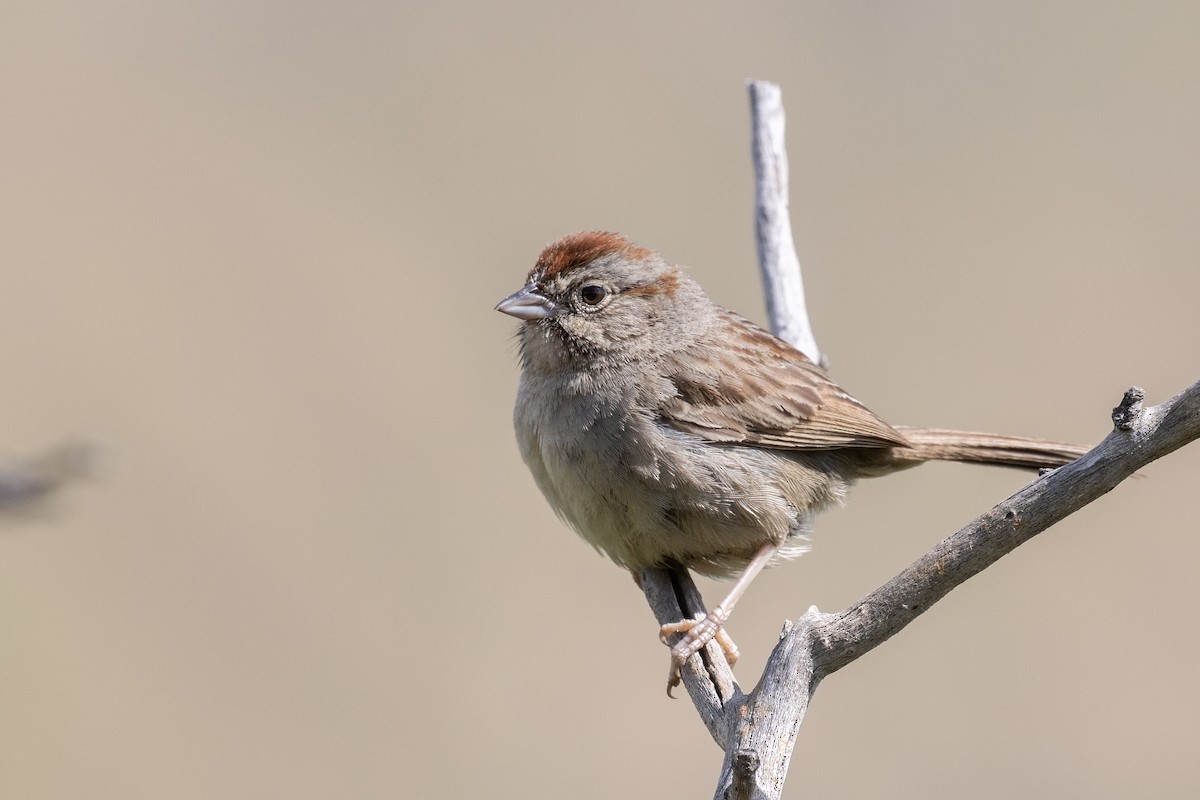 Rufous-crowned Sparrow - ML618991300