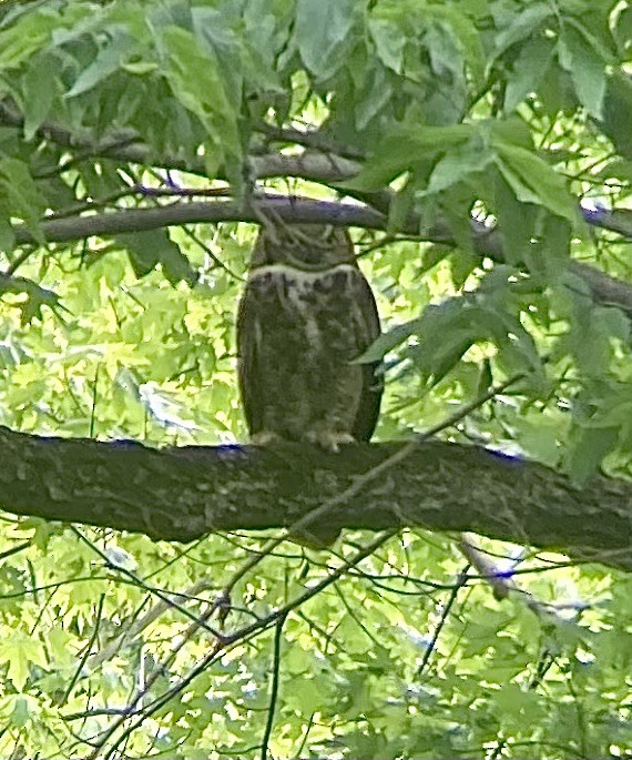 Great Horned Owl - ML618991306
