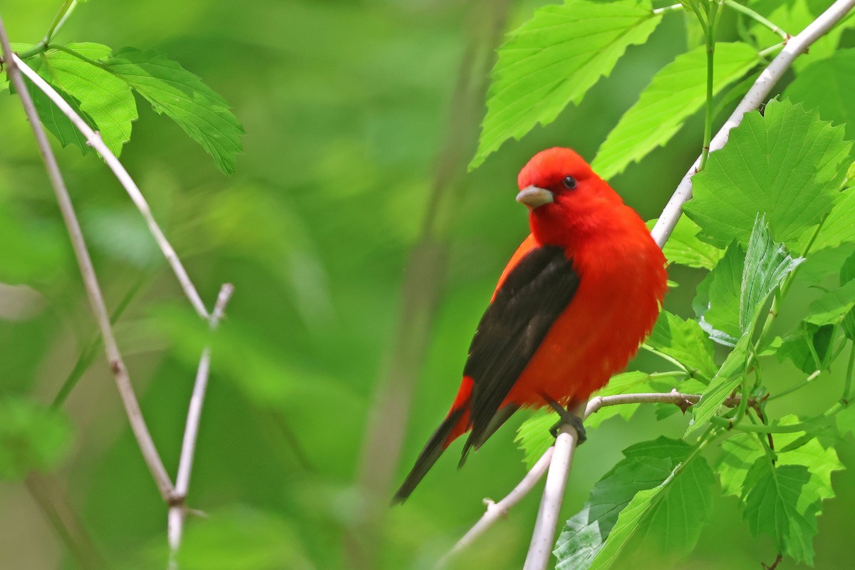 Scarlet Tanager - ML618991347
