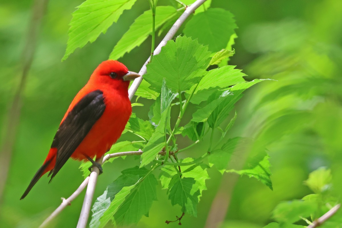 Scarlet Tanager - ML618991348