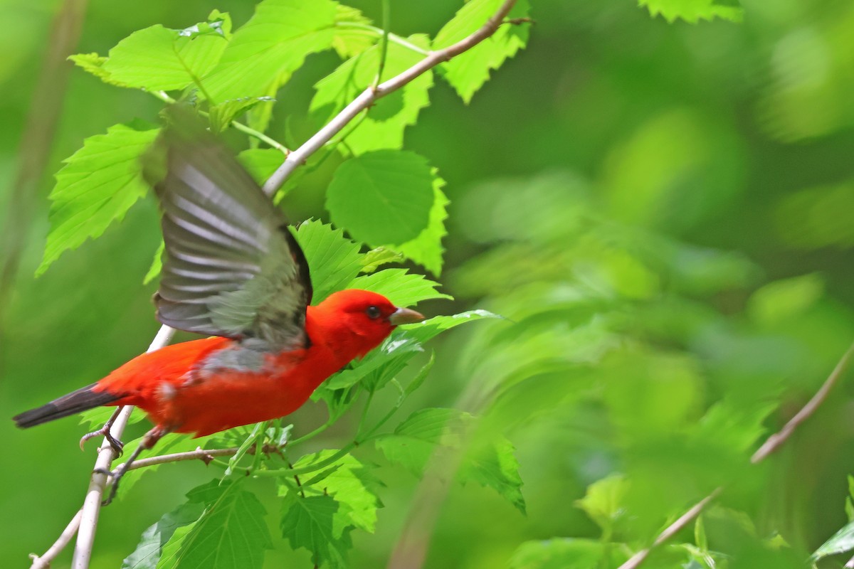 Scarlet Tanager - ML618991349
