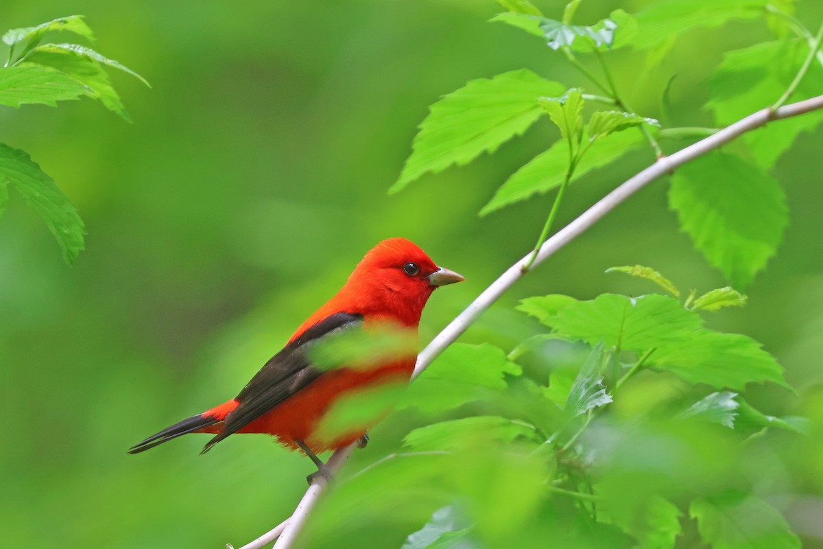 Scarlet Tanager - ML618991352