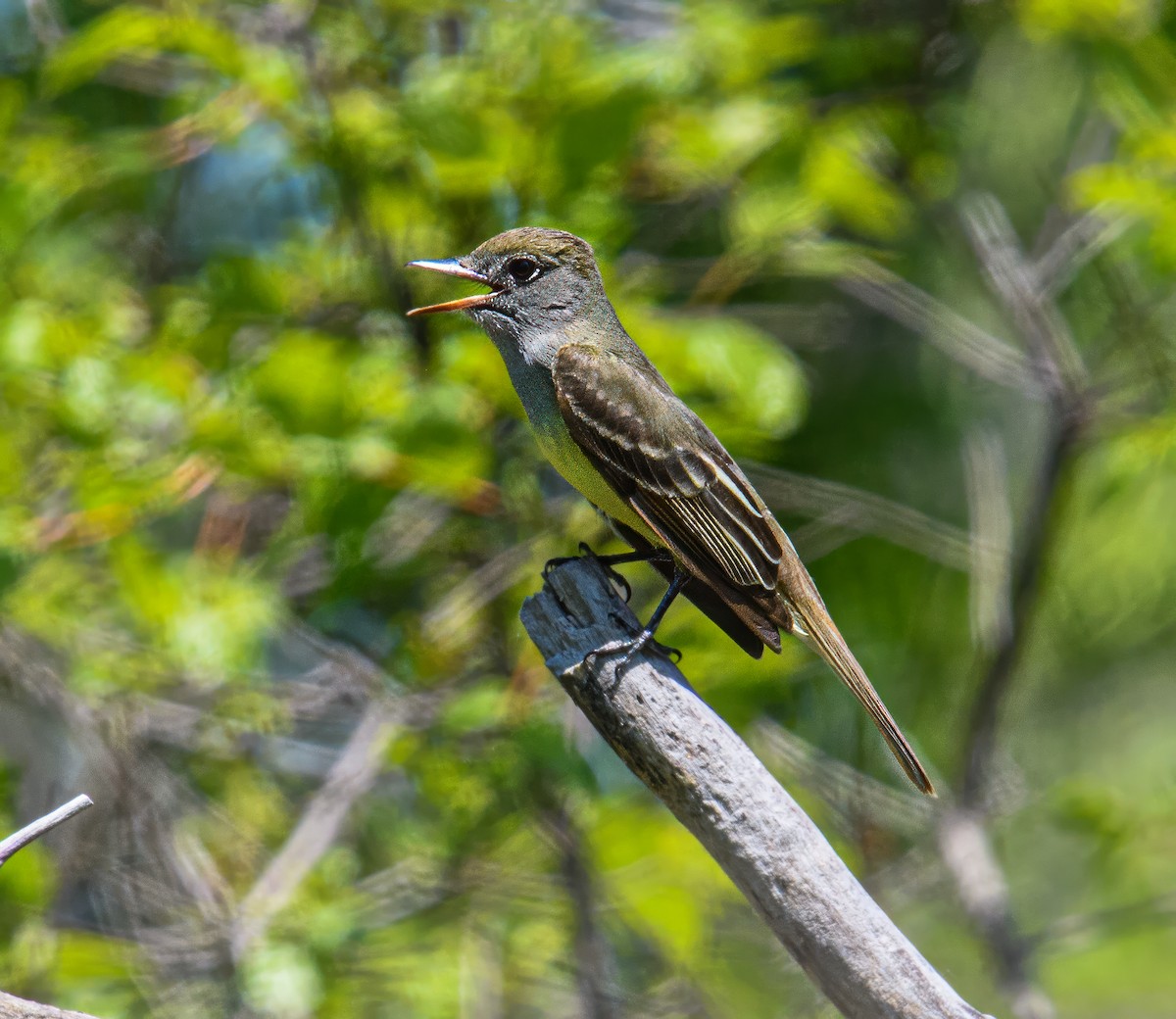 Great Crested Flycatcher - ML618991448
