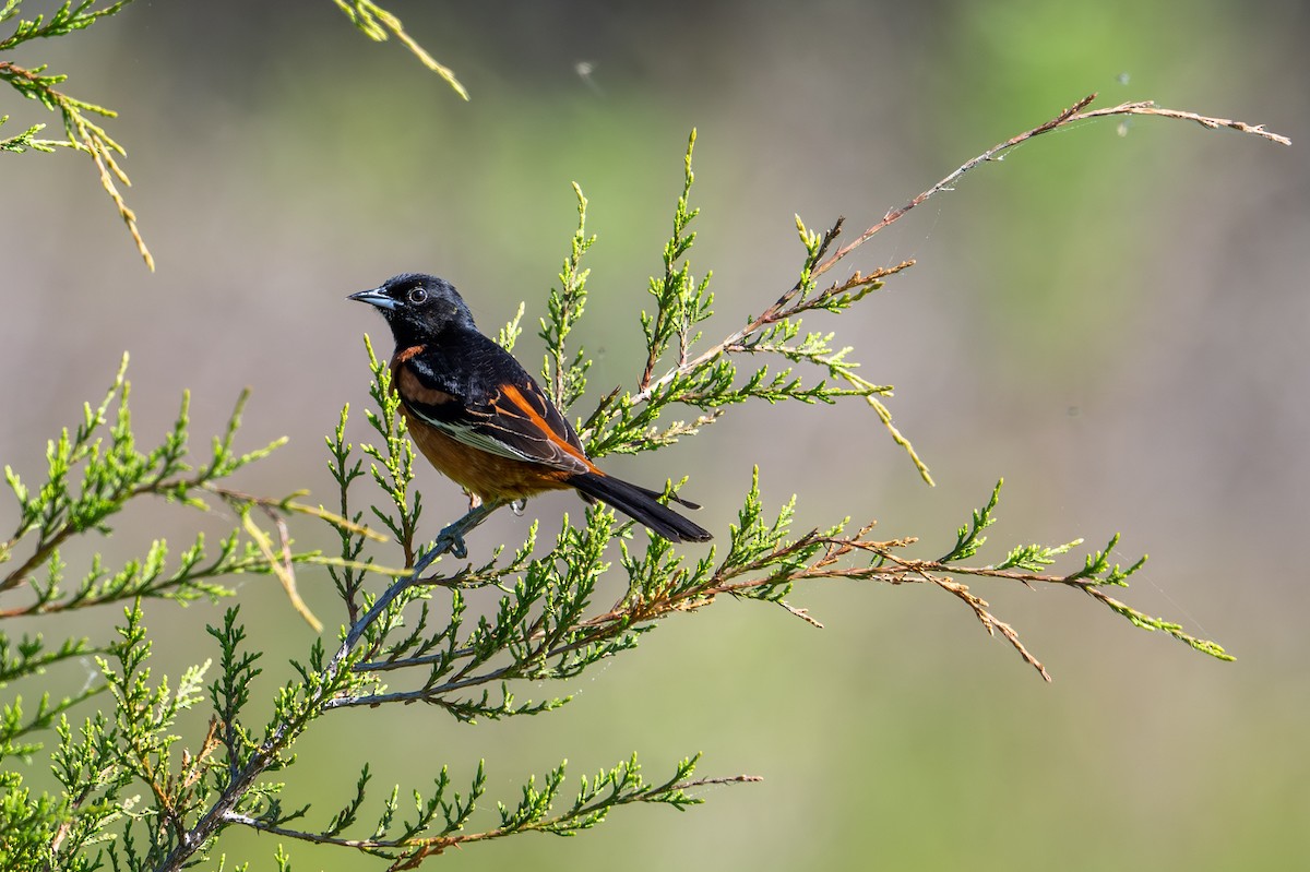 Orchard Oriole - ML618991482