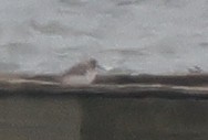 Bécasseau sanderling - ML618991490