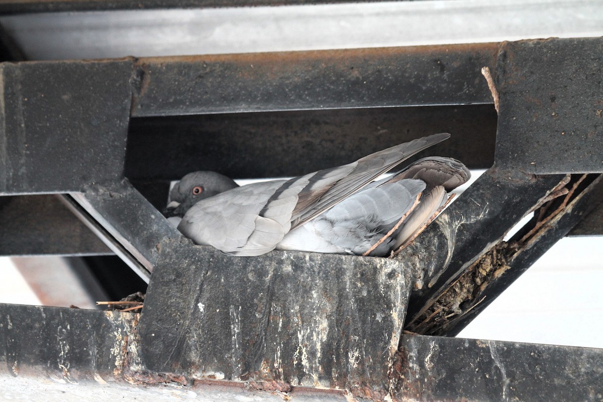 Rock Pigeon (Feral Pigeon) - ML618991506
