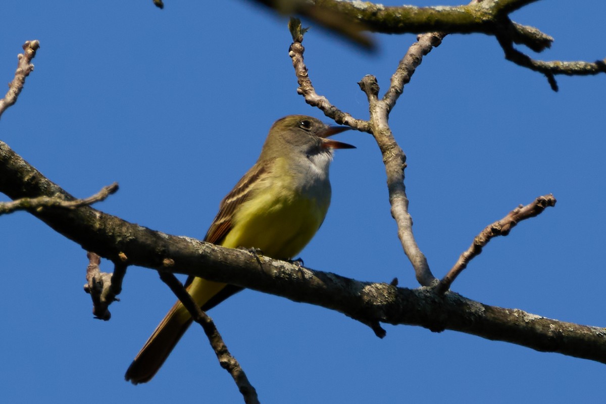 Great Crested Flycatcher - ML618991509