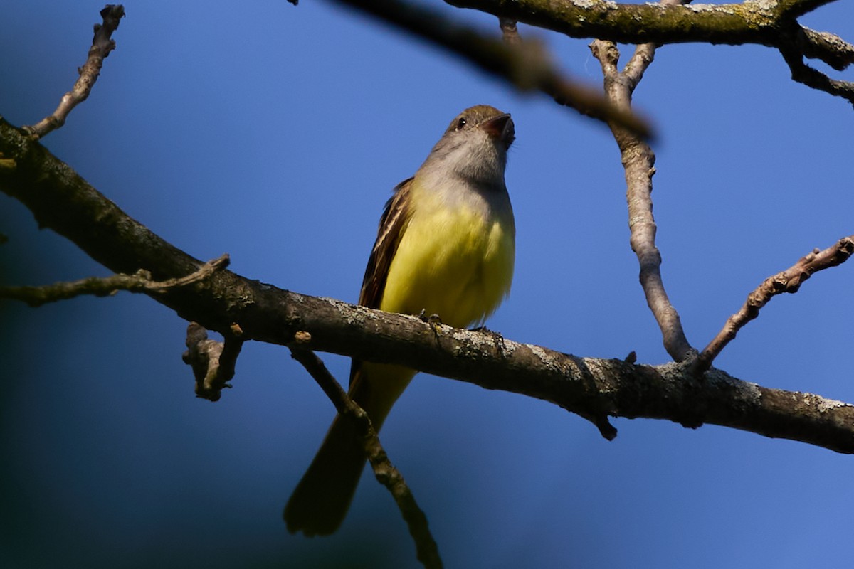 Great Crested Flycatcher - ML618991510