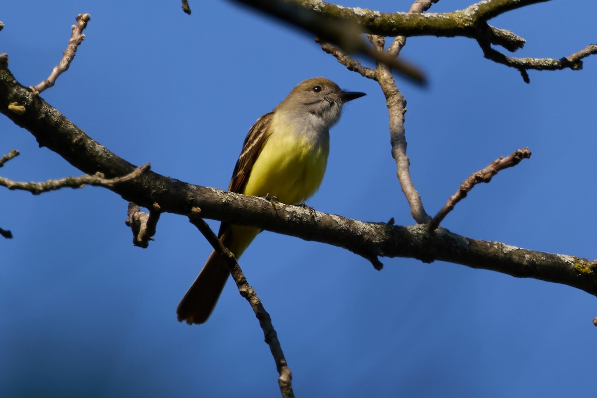 Great Crested Flycatcher - ML618991511