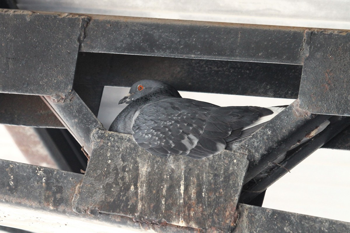 Rock Pigeon (Feral Pigeon) - ML618991513
