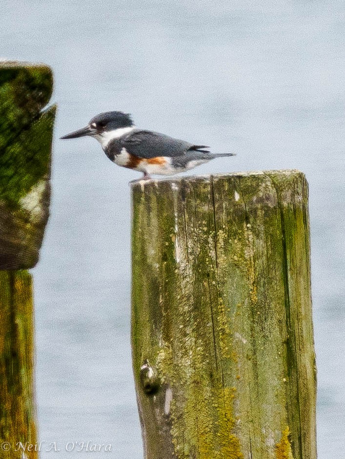 Belted Kingfisher - Neil O'Hara
