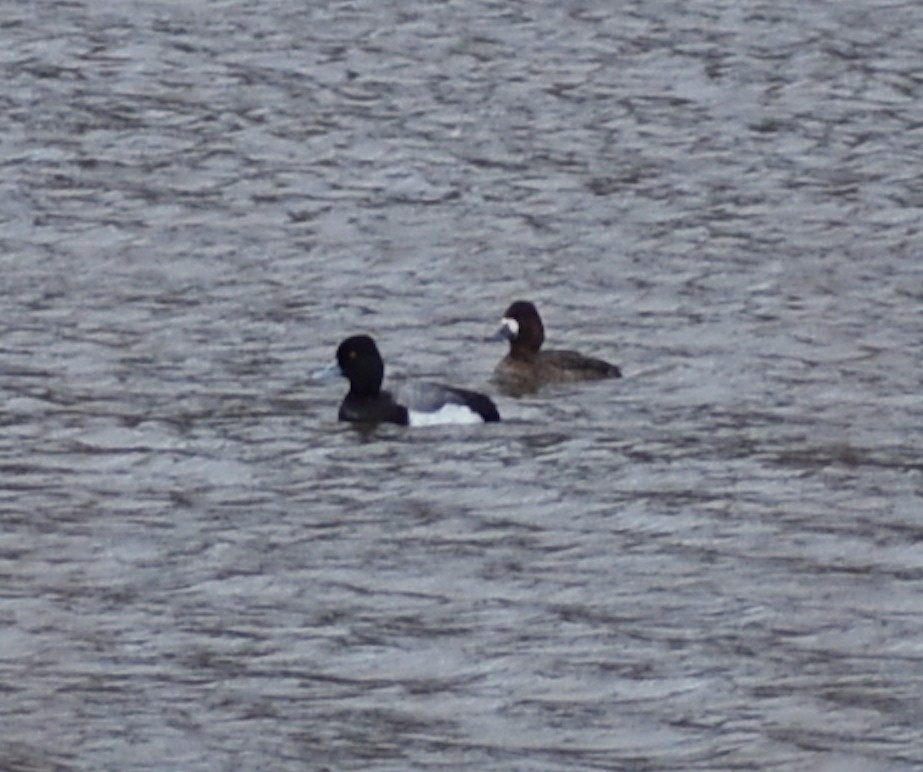 Greater/Lesser Scaup - ML618991574