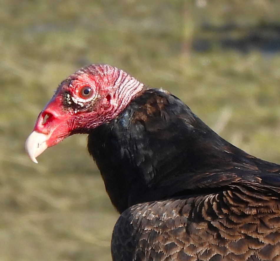 Turkey Vulture - ML618991585