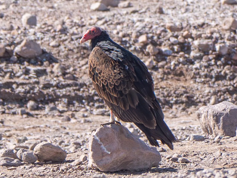 Turkey Vulture - ML618991607