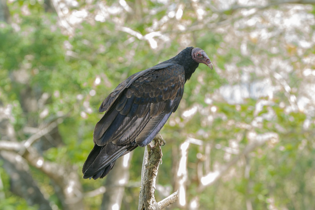 Turkey Vulture - ML618991614