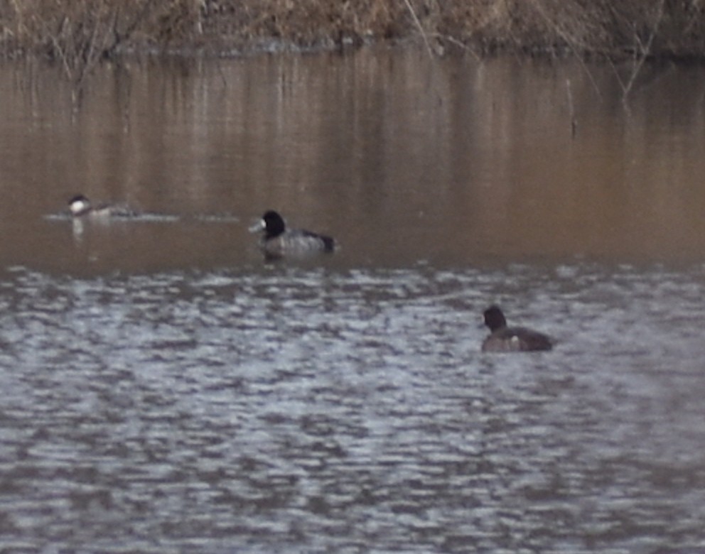 Greater/Lesser Scaup - ML618991625