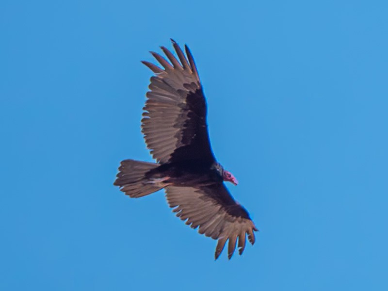 Turkey Vulture - ML618991651