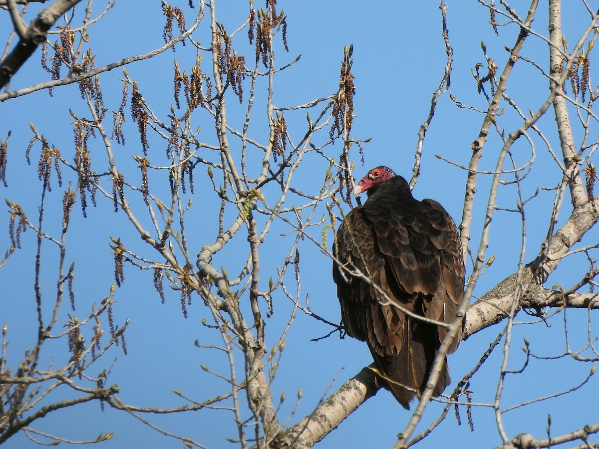 Turkey Vulture - ML618991664