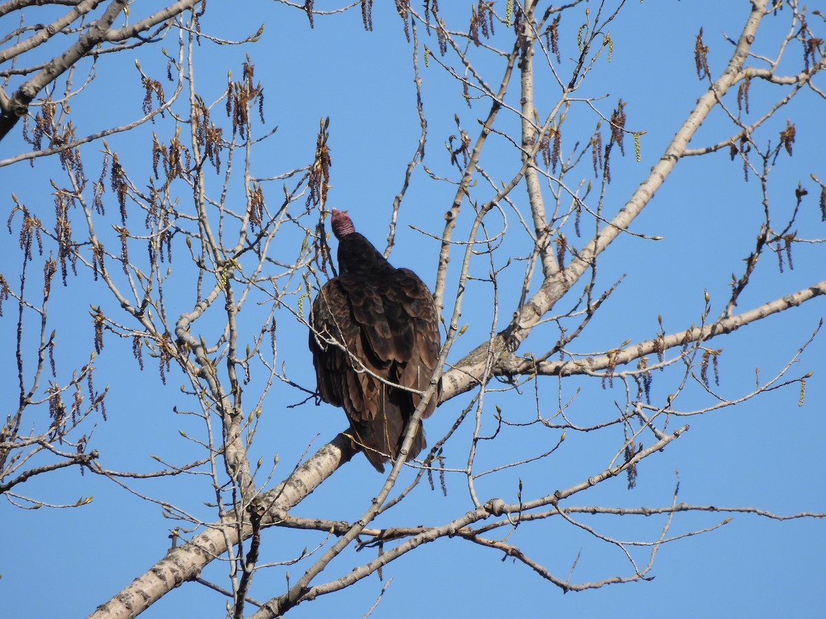 Turkey Vulture - ML618991665