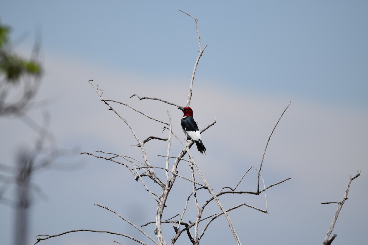 Red-headed Woodpecker - ML618991698