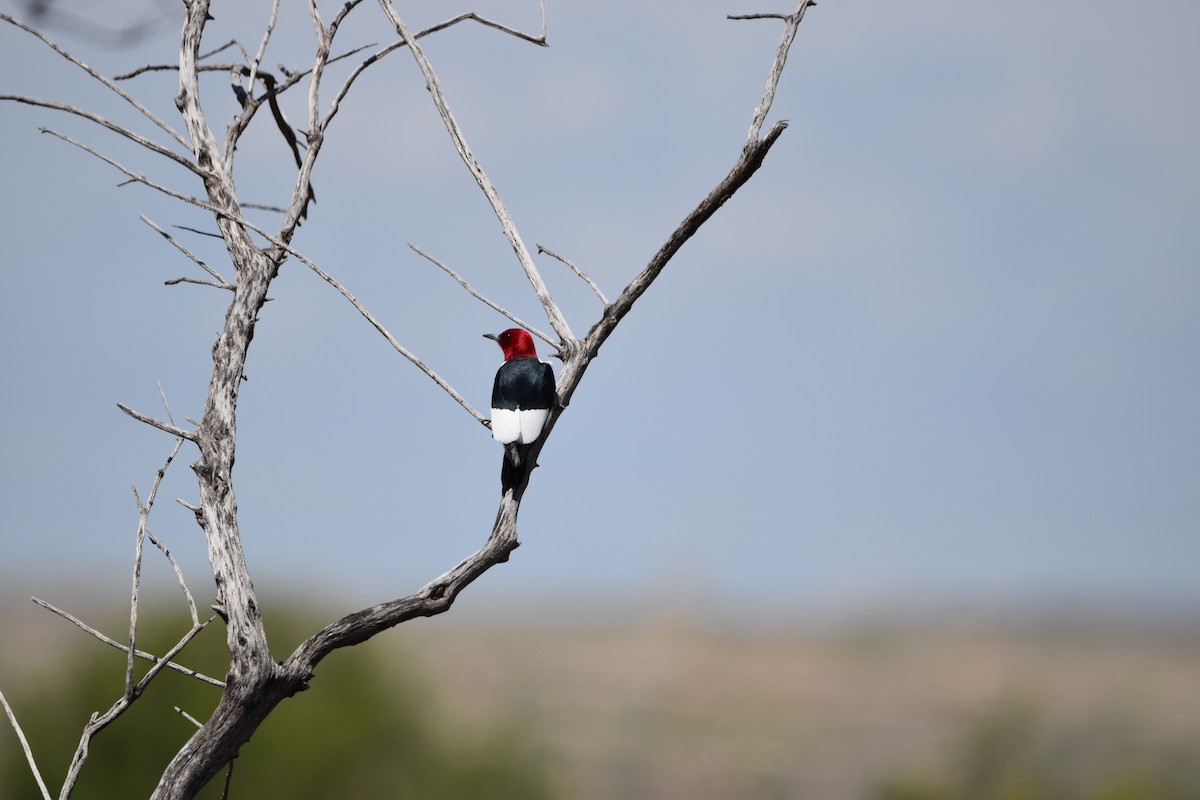 Red-headed Woodpecker - Elisa Abeyta