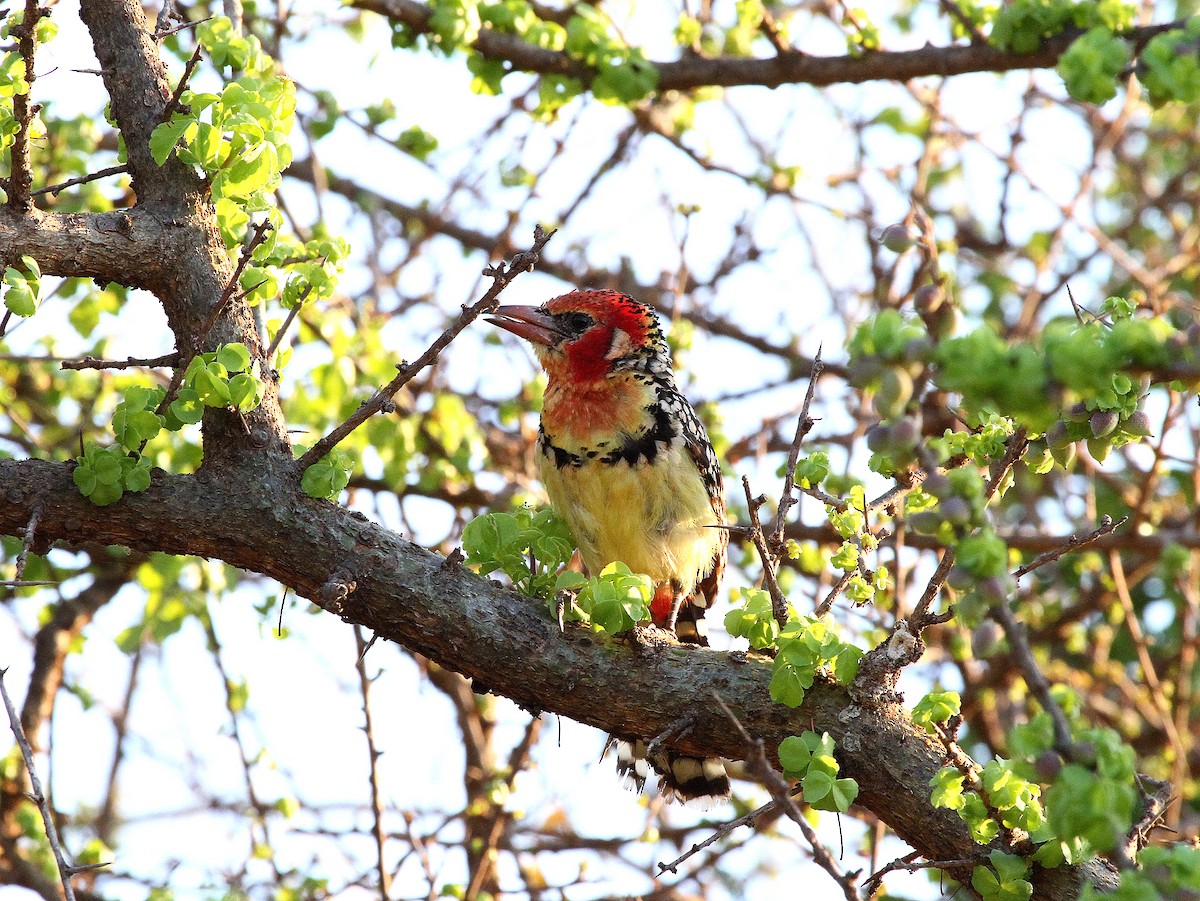 Red-and-yellow Barbet - ML618991765