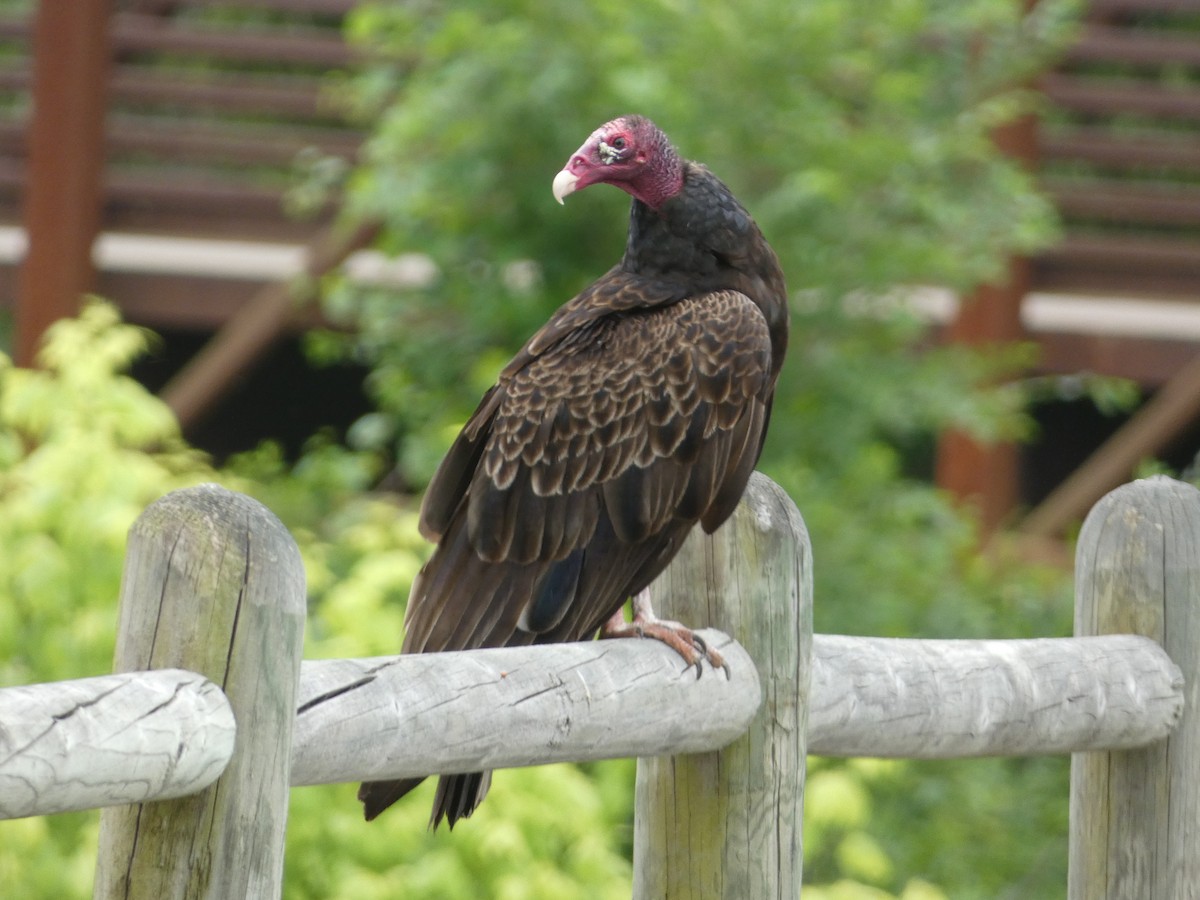 Turkey Vulture - ML618991784