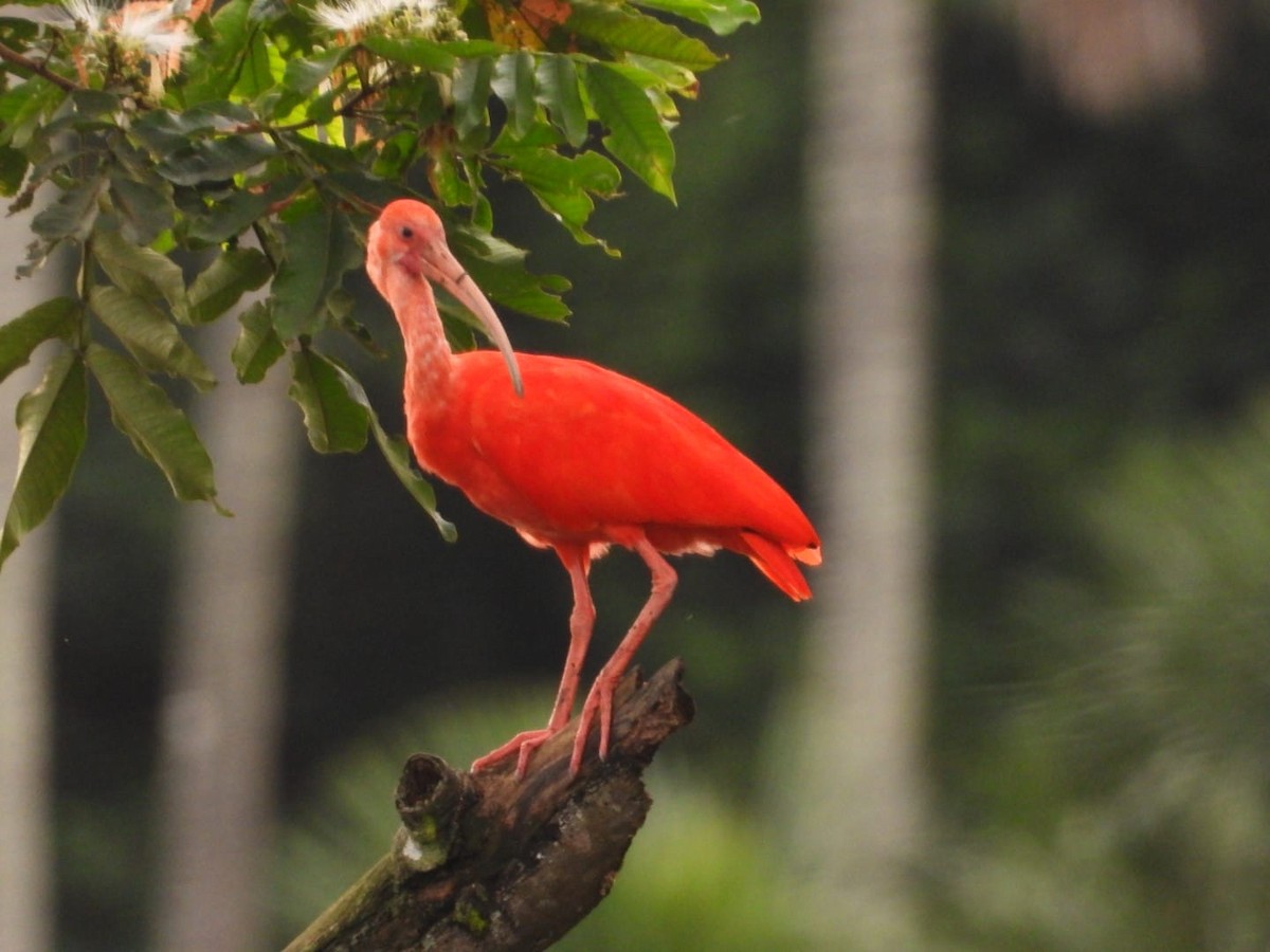ibis rudý - ML618991785