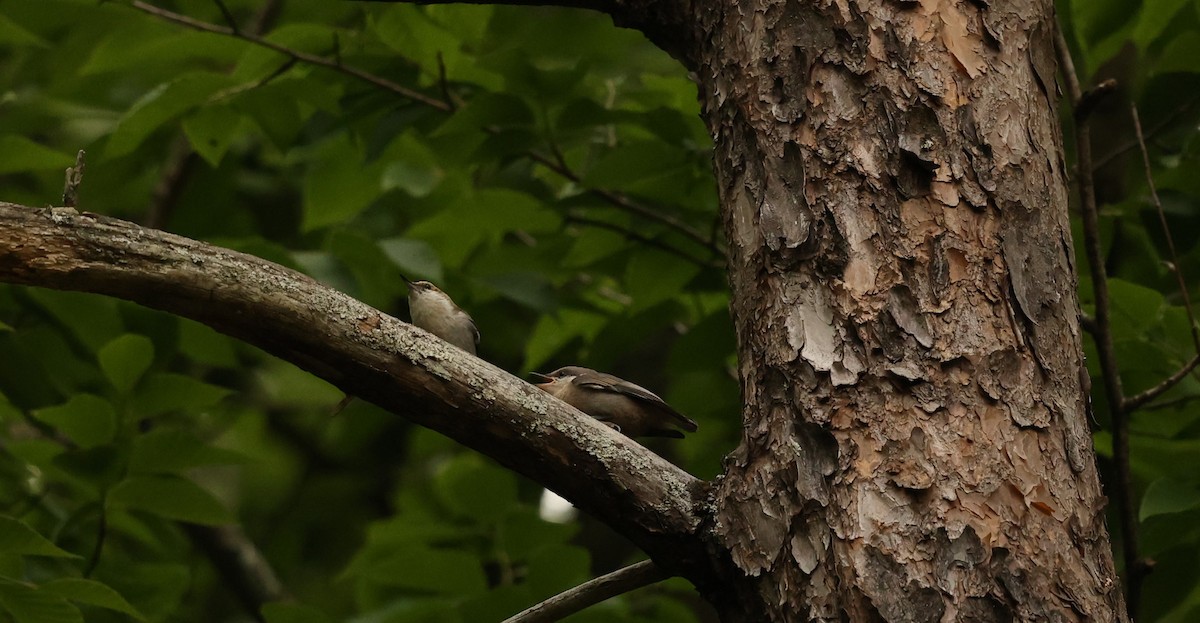 Brown-headed Nuthatch - ML618991800