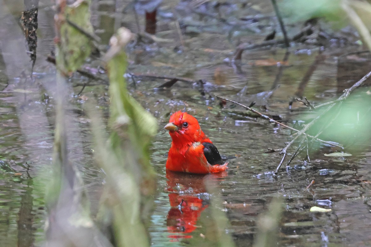 Scarlet Tanager - ML618991818