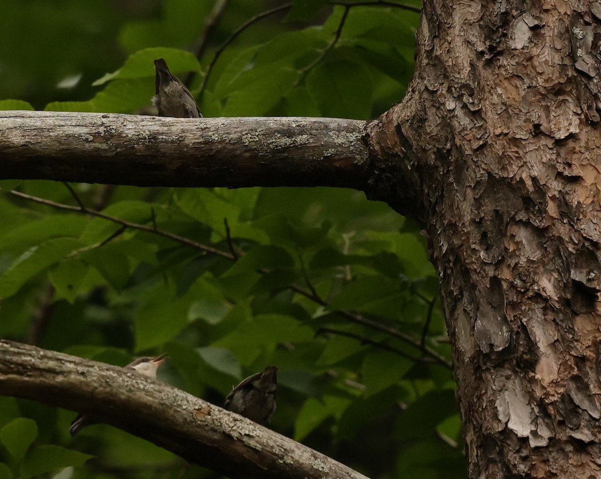 Brown-headed Nuthatch - ML618991835