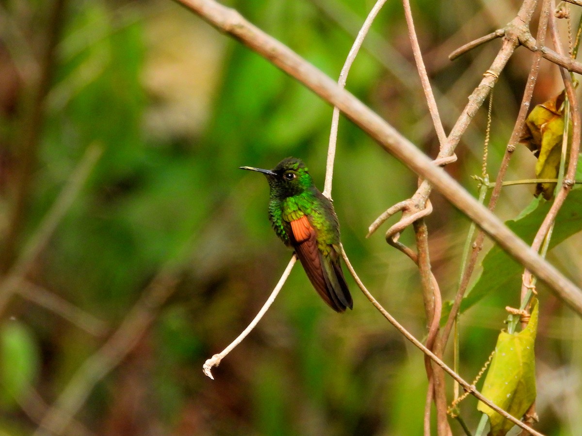 Stripe-tailed Hummingbird - ML618991847