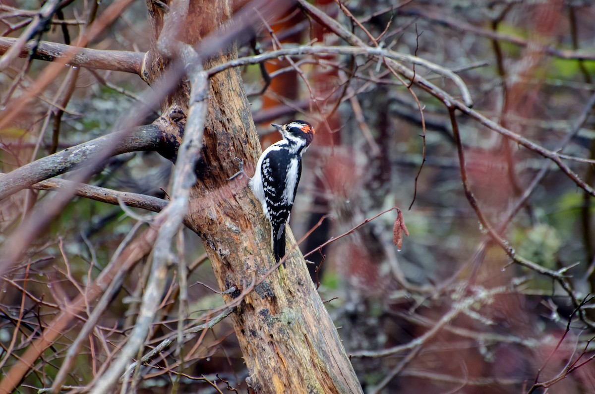 Downy Woodpecker - ML618991886